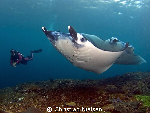 What a day :-)
My guide Wayan with 2 beautiful Manta Ray... by Christian Nielsen 